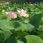 lotus juin 2015