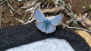 Papillon pendant la pause déjeuner