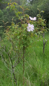 Une paire de fleurs (Sur des milliers)