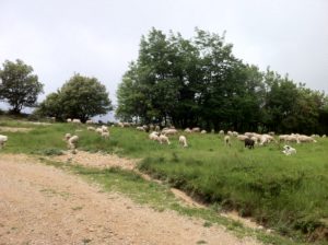 Moutons