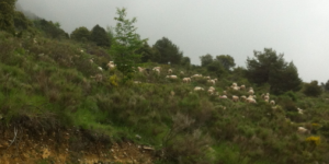 Moutons